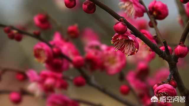 杂诗其二 唐王维（杂诗其二唐王维你从诗中读懂了什么）
