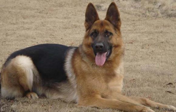 牧羊犬（牧羊犬品种大全）