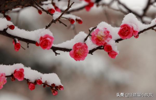 梅花（梅花赋歌曲原唱）