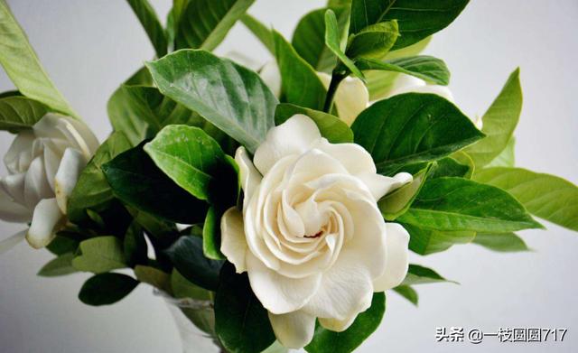 栀子花的花语(栀子花的花语发朋友圈)